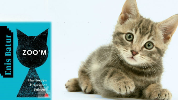 Zoom-1