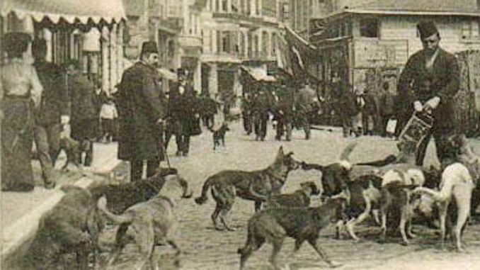 İstanbul'un Sokak Köpekleri