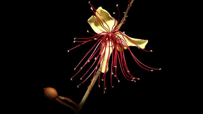 Aynaya-Yildiz-ve-Gul-Dustu