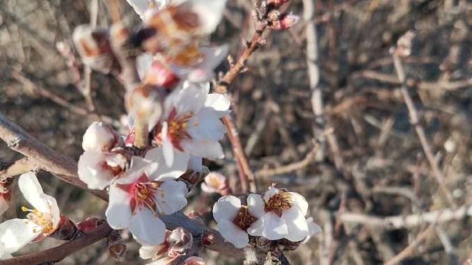 Karsi-Bagda-Sira-Sira-Bademler