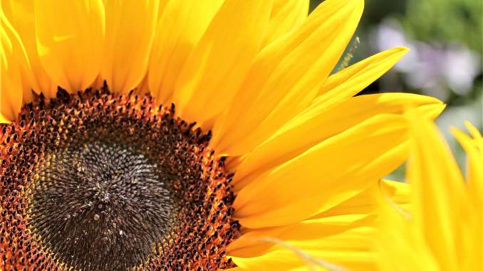 Saçım Uzun Ben Bu Saçı Keserim